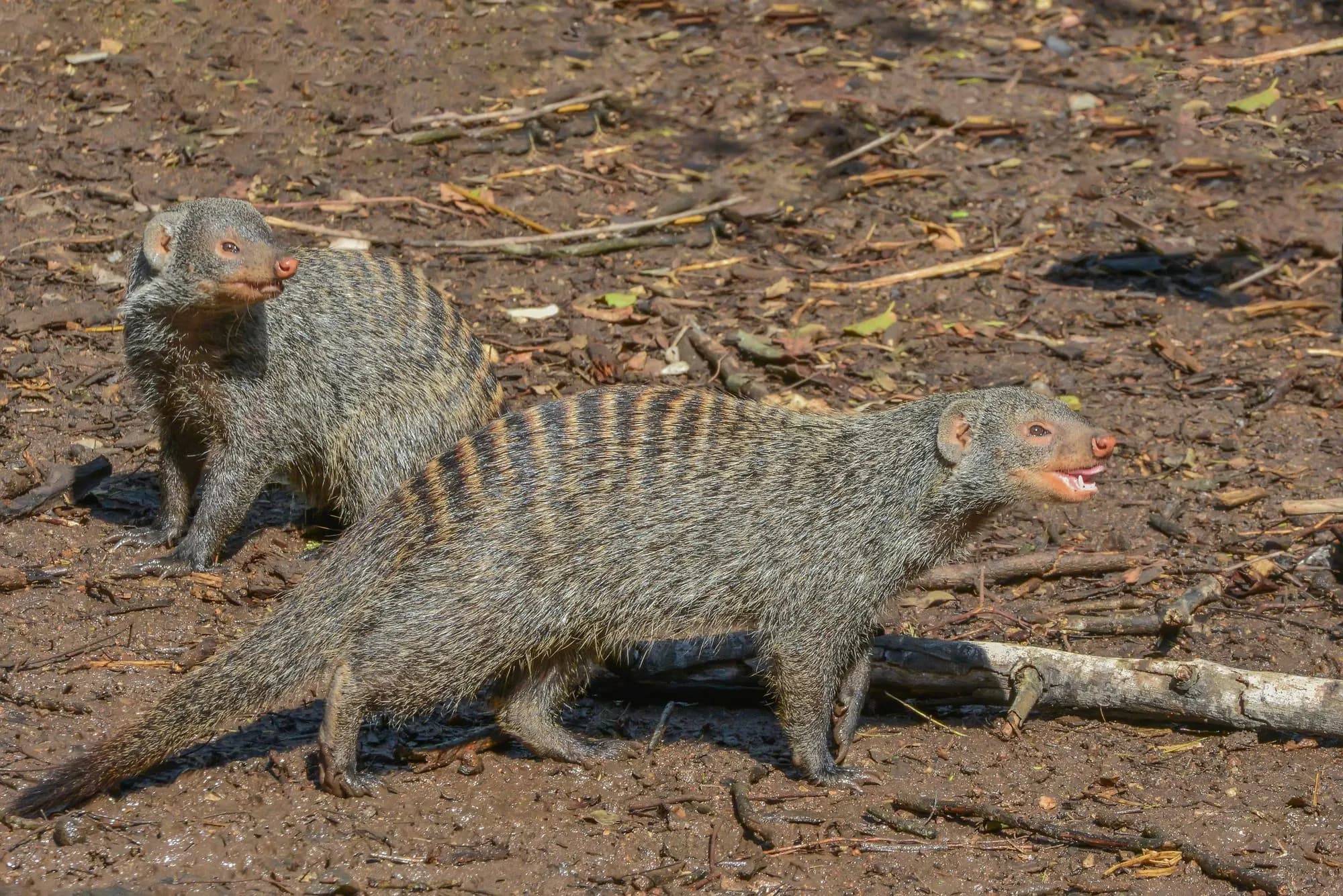 Two banded mongooses on the ground in Marloth Park