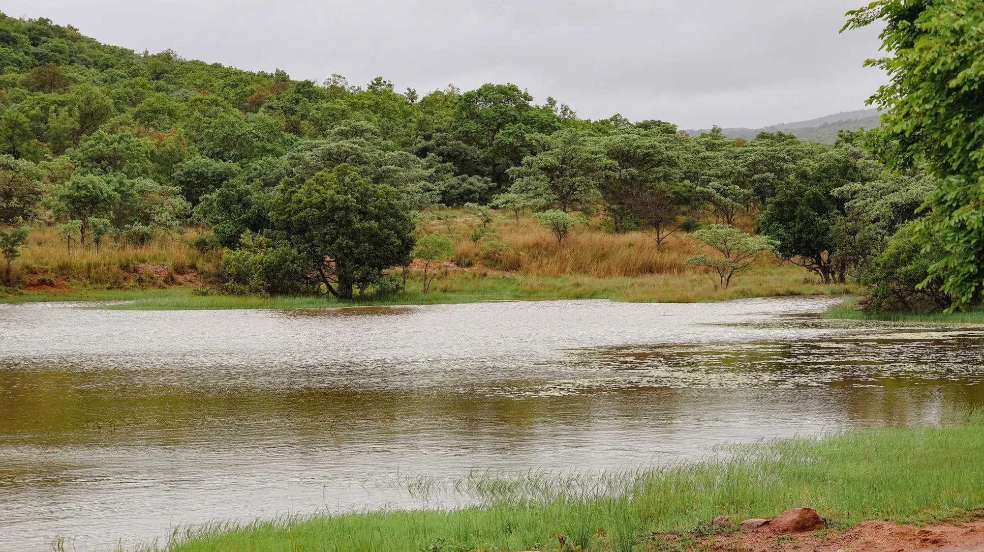 A quiet dam surrounded by green summer bushveld