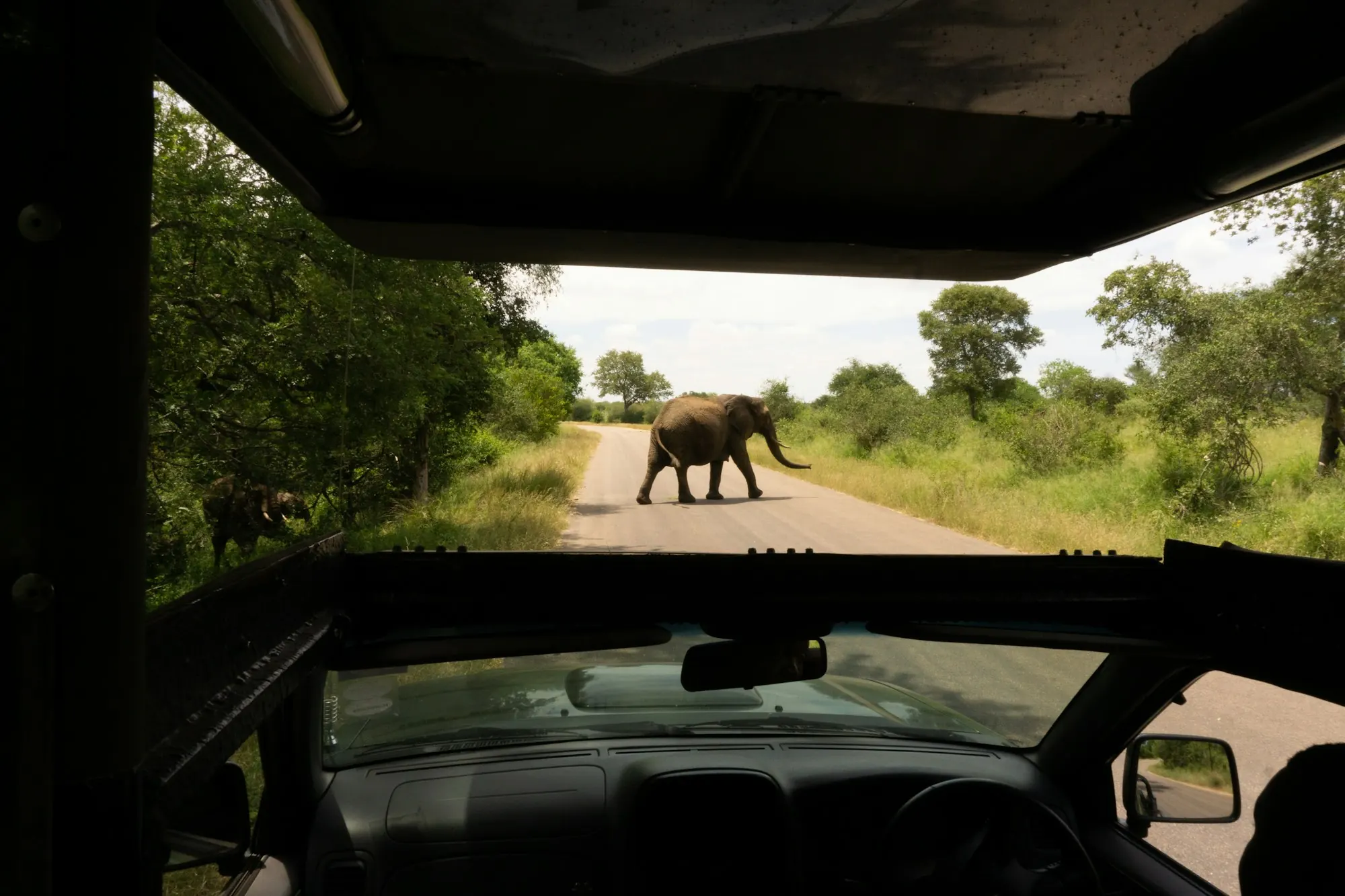An elephant crossing a tar road, seen through the windscreen of a game drive vehicle