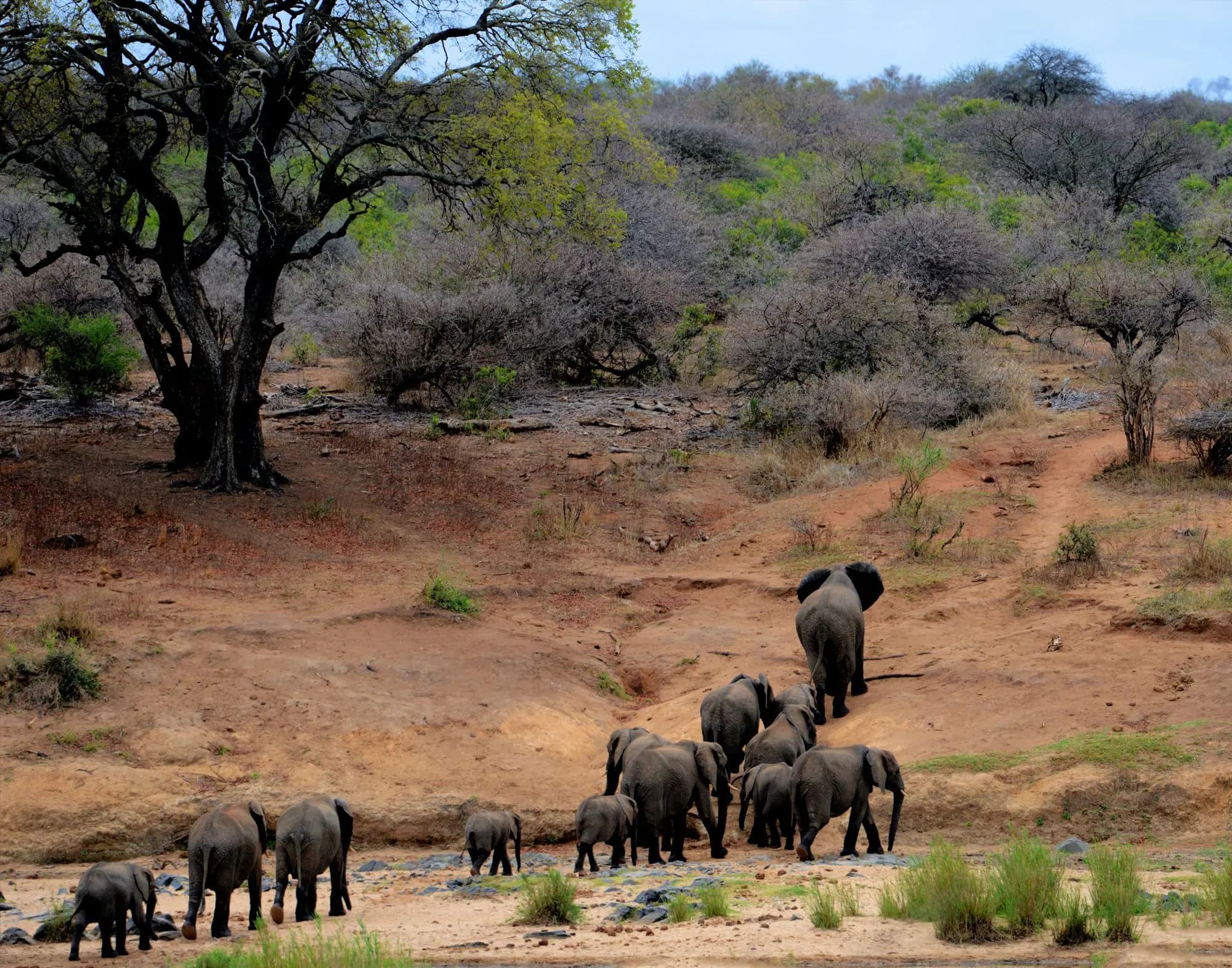 A herd of elephants walking across open ground in Kruger
