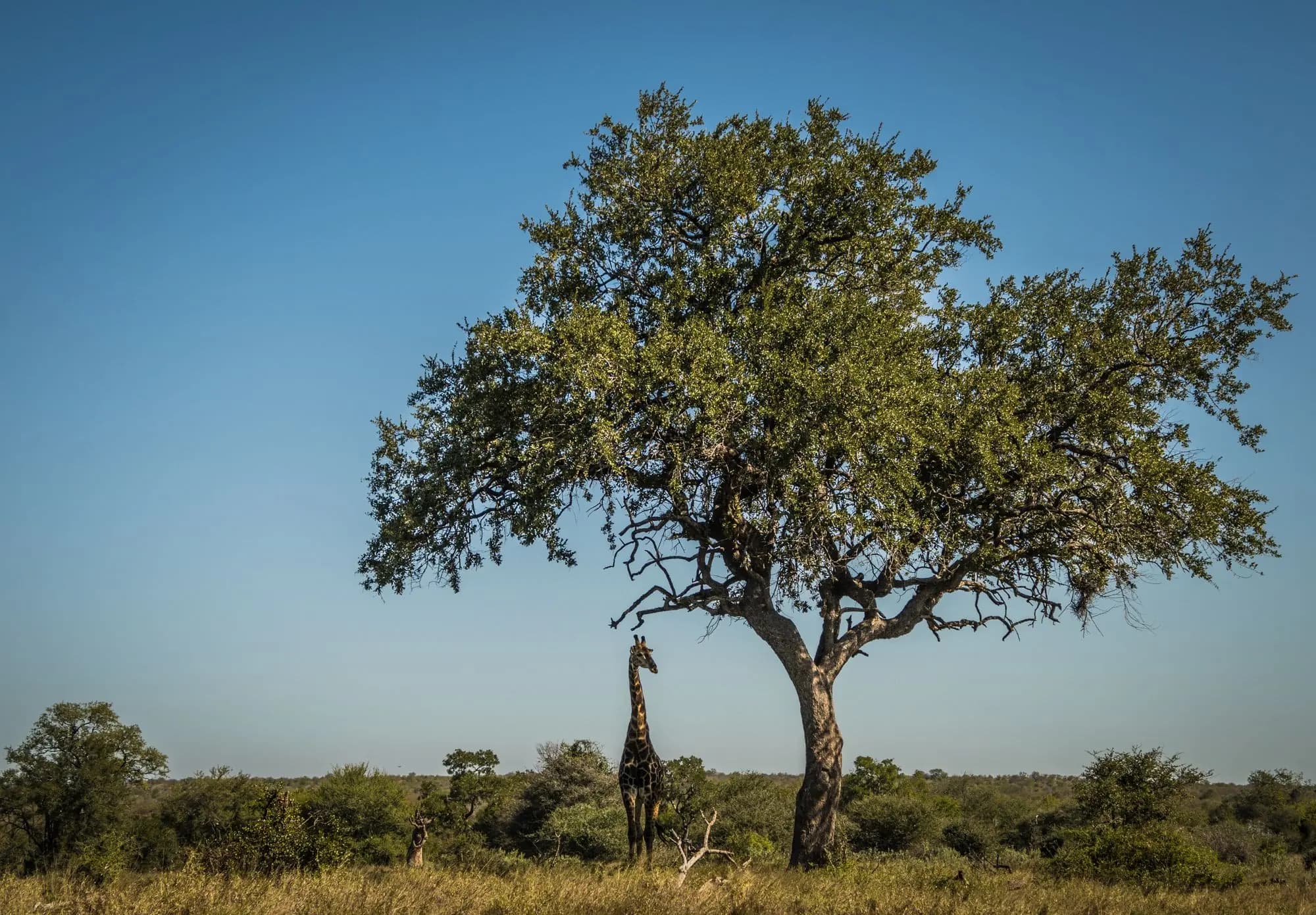 A giraffe standing under a large tree in open bushveld