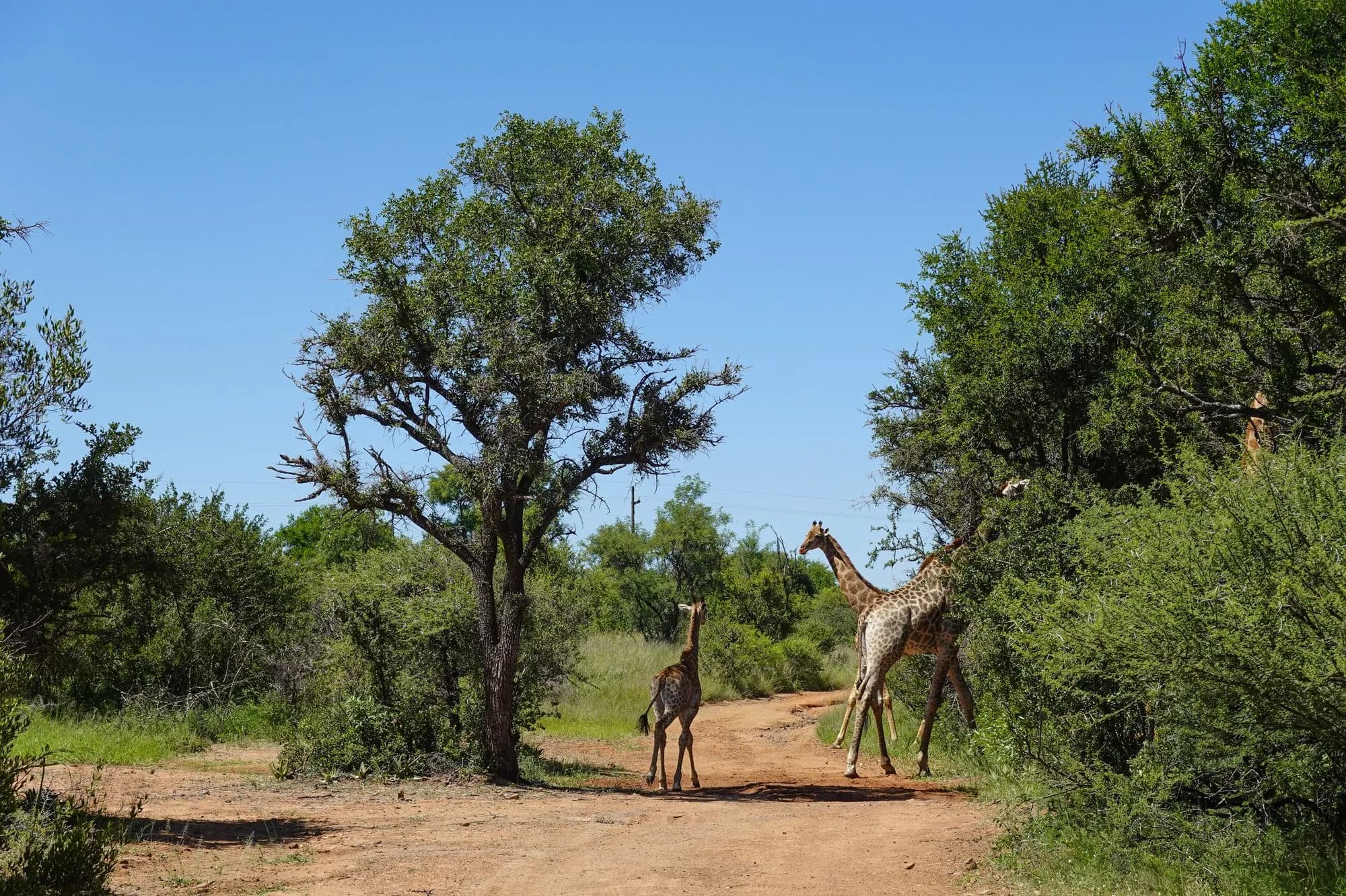 Two giraffes walking along a dirt track between trees