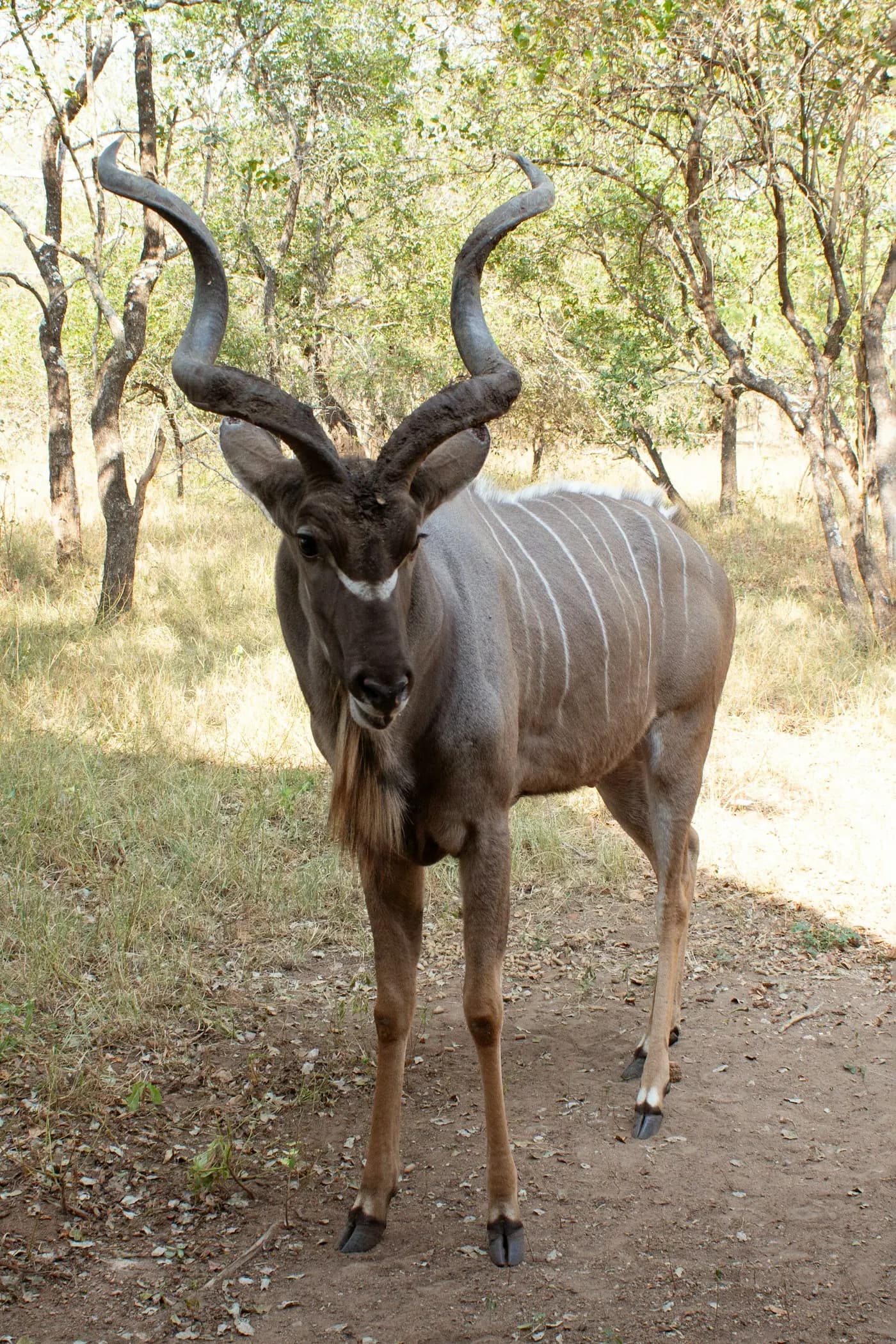 A kudu bull standing on a dirt road in Marloth Park