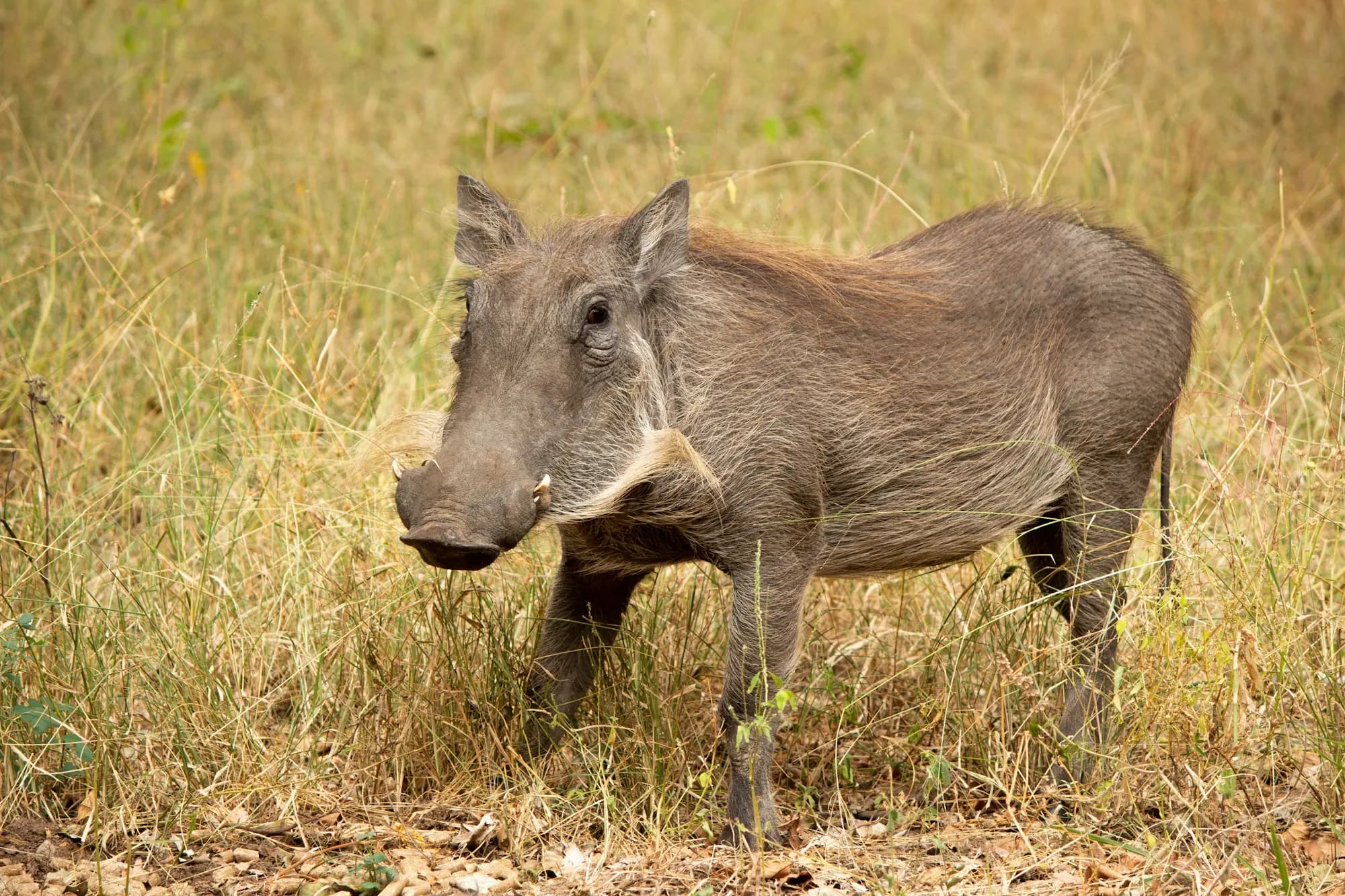 A warthog standing in long dry grass in Marloth Park