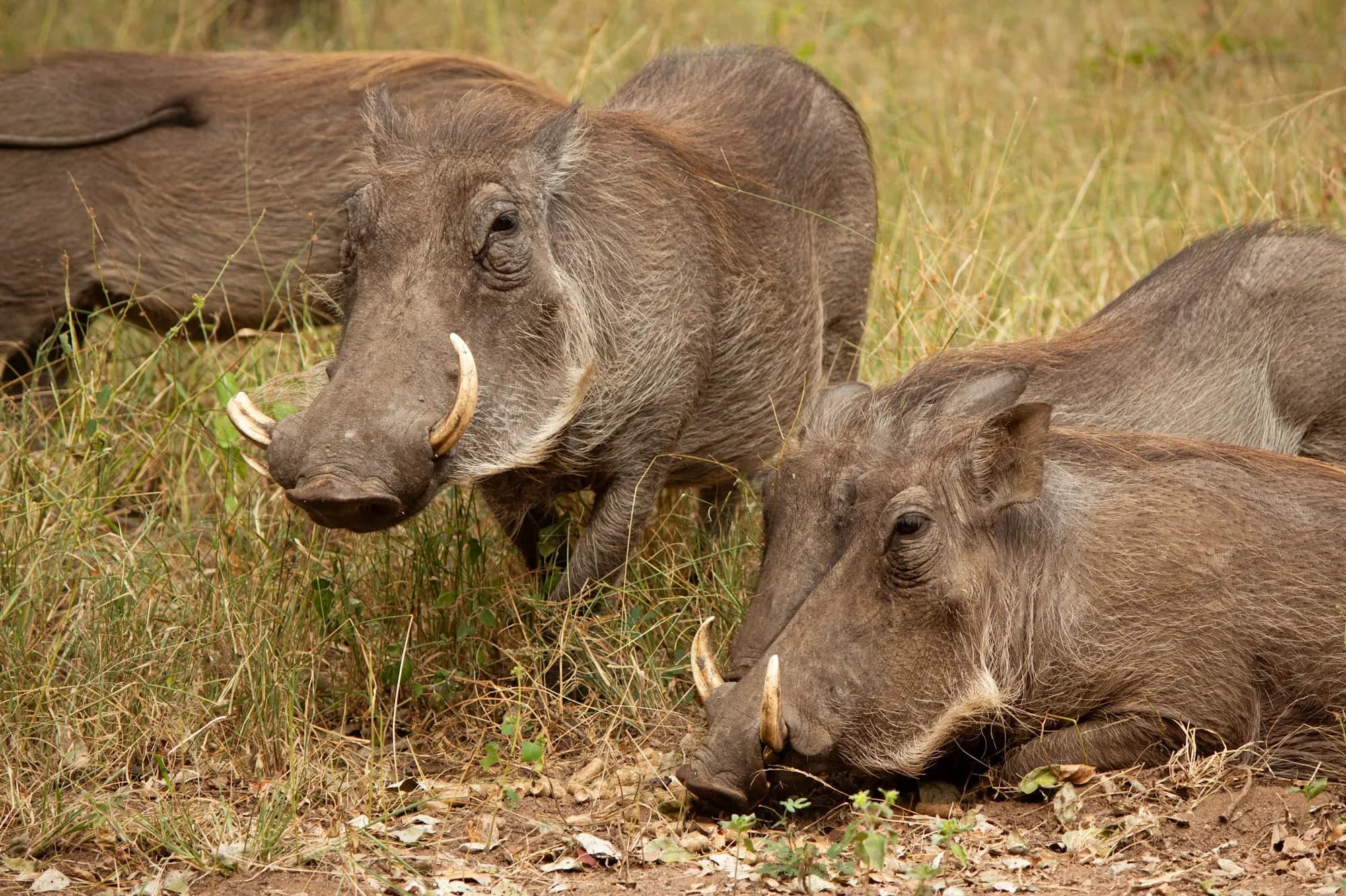 Two warthogs grazing in the grass in Marloth Park