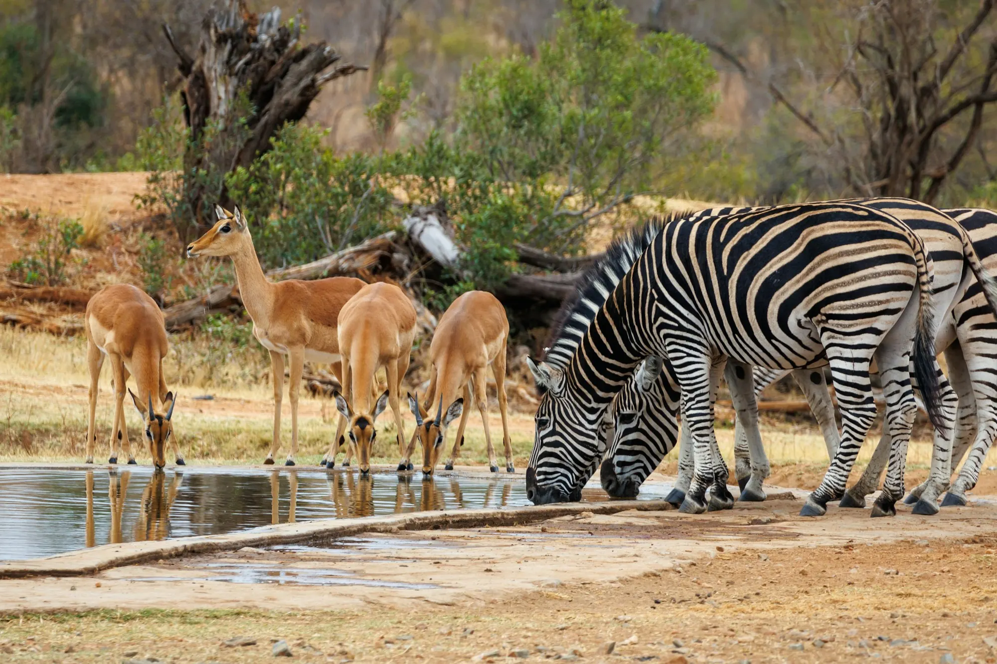 Zebras and impala drinking together at a waterhole in Kruger
