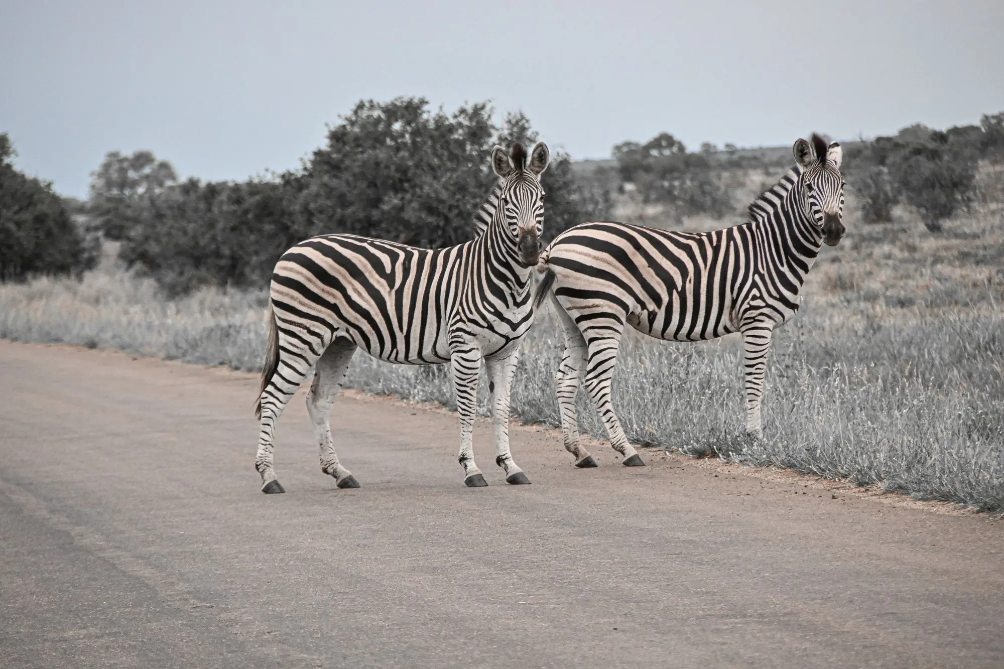 Two zebras crossing a tar road